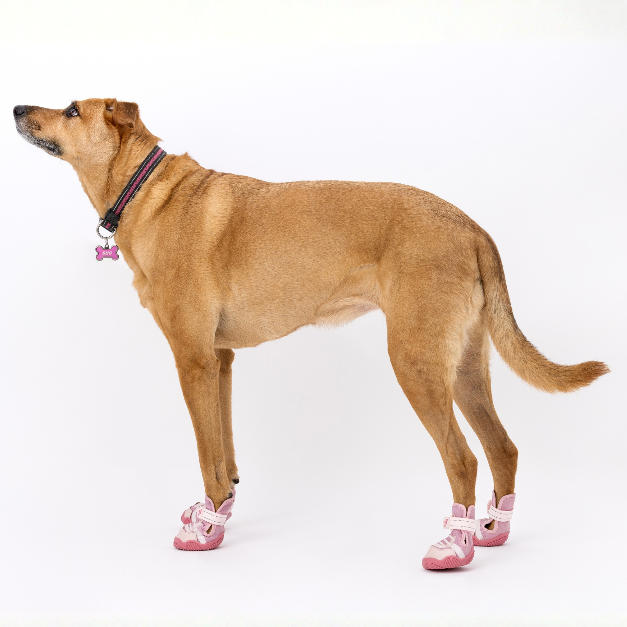 The Kai- Dog Sneaker